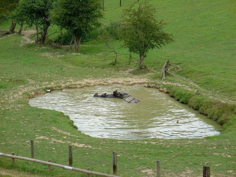 Rhinocéros indien