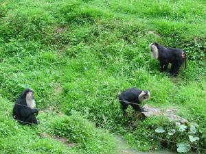 Macaque ouandérou