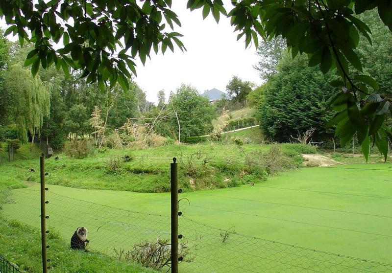 Macaque ouandérou