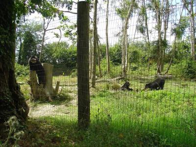 Ours à lunettes - 2004