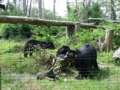 Ours à lunettes - 2004