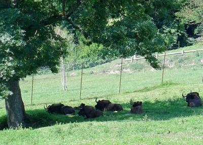 Gnou à queue blanche - 2004