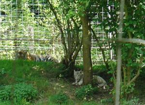 Tigre blanc