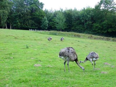 Lama - Nandou - 2004