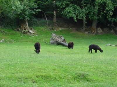 Lama - Nandou - 2004