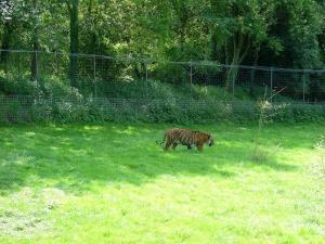 Tigre