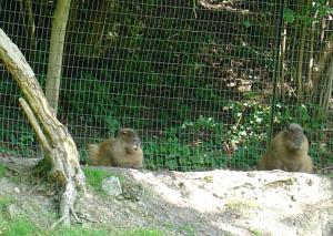 Capybara
