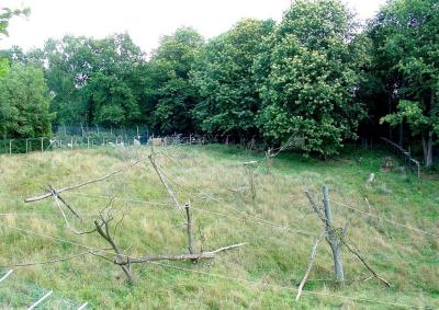 Tapir terrestre - Loup à crinière - 2004