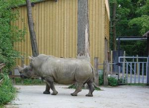 Rhinocéros blanc