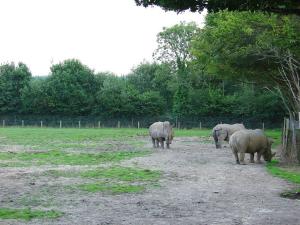 Rhinocéros blanc