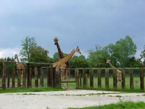 Girafe