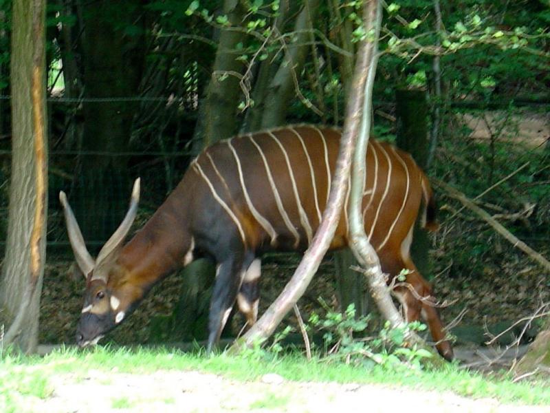 Bongo