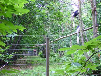 Colobe guéréza - 2004