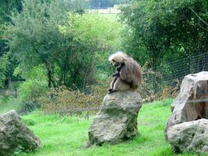 Gelada