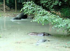 Hippopotame pygmée
