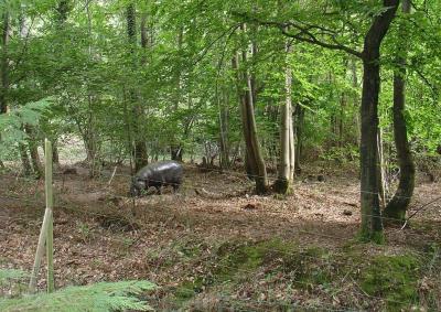 Hippopotame pygmée - 2004