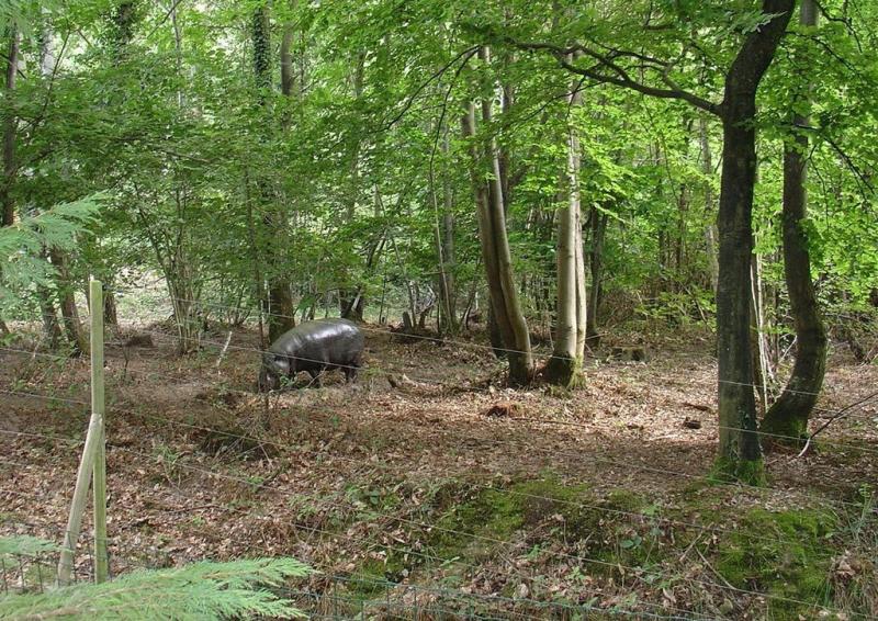 Hippopotame pygmée