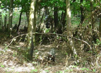 Hippopotame pygmée - Cercopithèque de Brazza - 2004