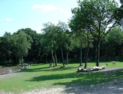 Plaine africaine - 2004