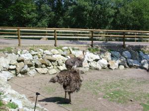 Autruche