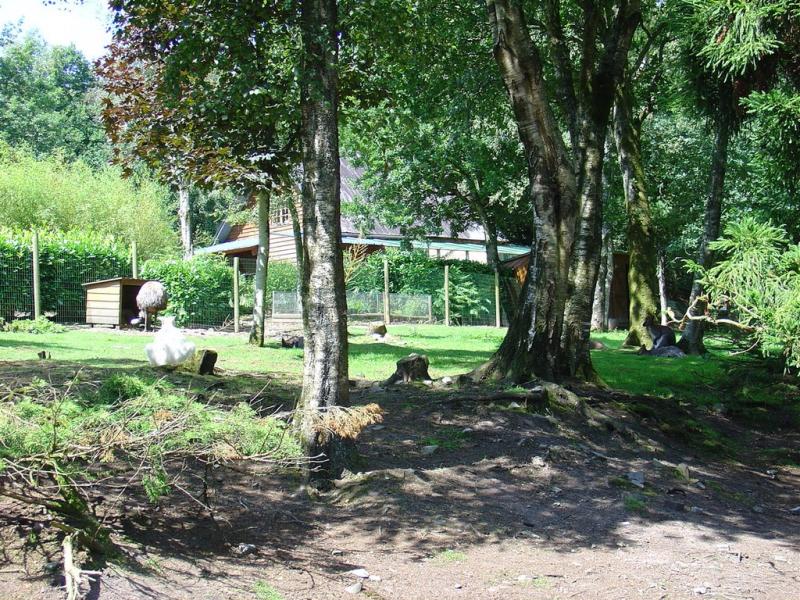 Wallaby de Bennett - Emeu