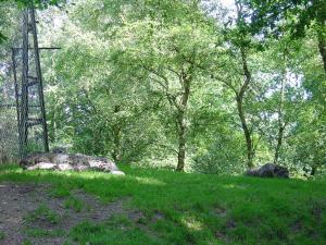 Panthére des neiges