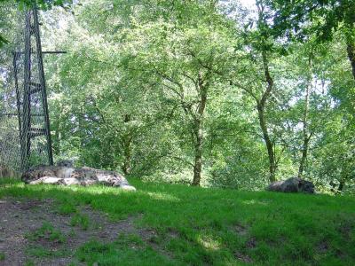 Panthére des neiges - 2004