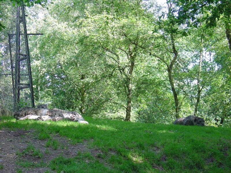 Panthére des neiges