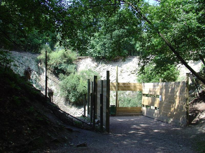 Mouflon à manchettes - Singe Magot