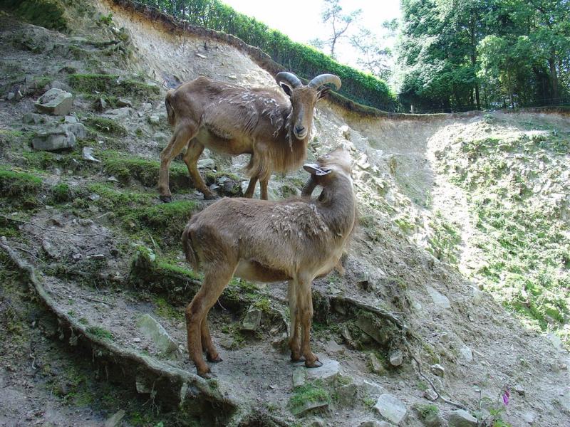 Mouflon à manchettes
