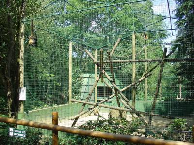 Atéle de Geoffroy - 2004