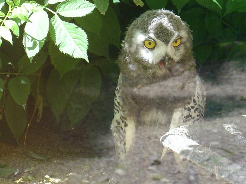 Chouette Arfang des neiges