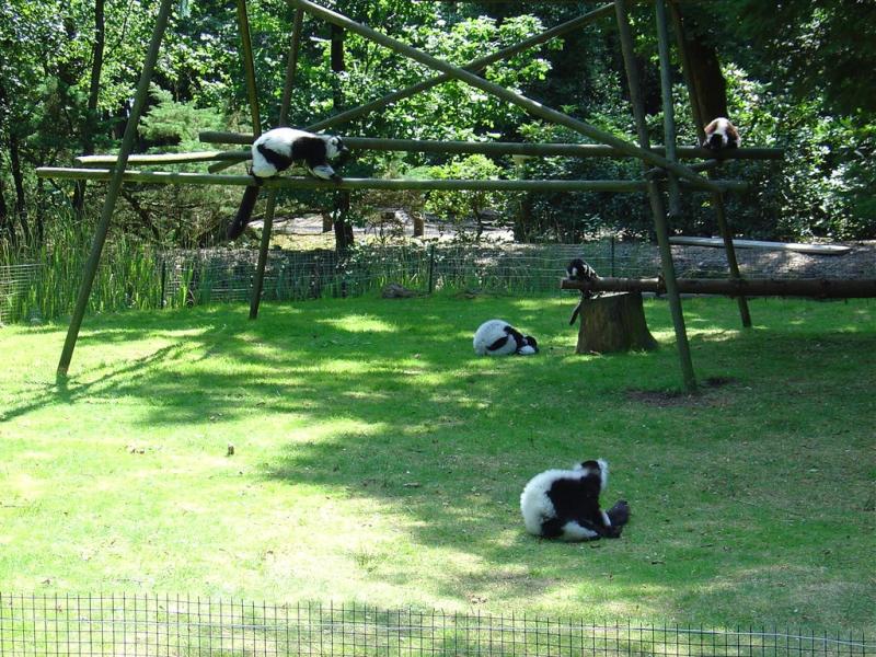 Maki vari noir et blanc