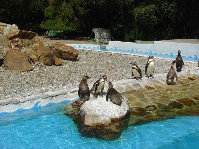 Manchot de Humboldt - 2004