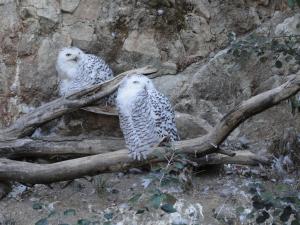 Harfang des neiges