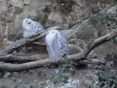 Harfang des neiges - 2011