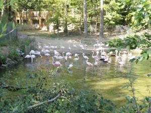 Flamant rose