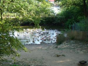 Flamant rose