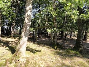 Autruche
