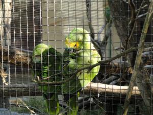 Amazone à front jaune