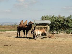 Chameau - Cheval de Przewalski