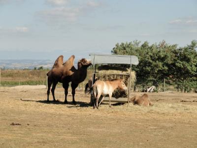 Chameau - Cheval de Przewalski - 2011