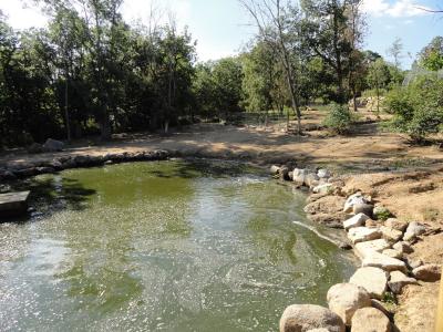 Tapir terrestre - 2011