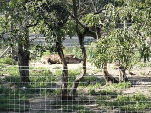 Tapir terrestre