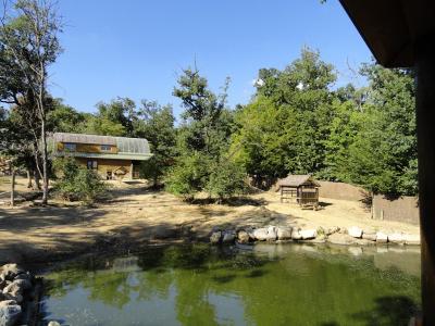 Tapir terrestre - 2011