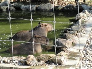 Capybara