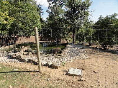 Capybara - Nandou - 2011