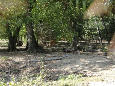 Loup à crinière - 2011