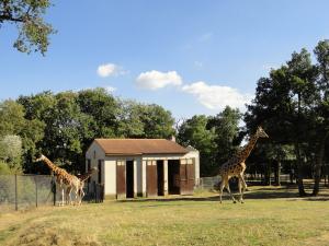 Girafe