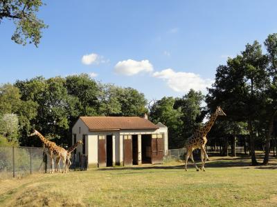 Girafe - 2011